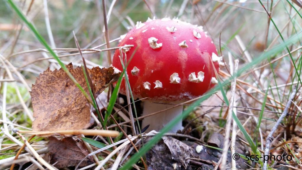 "Durchsetzungsvermögen"