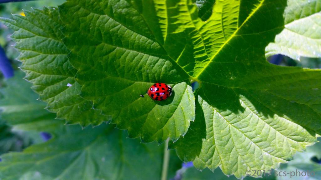 Epilachninae@Rummelsburg-Bln