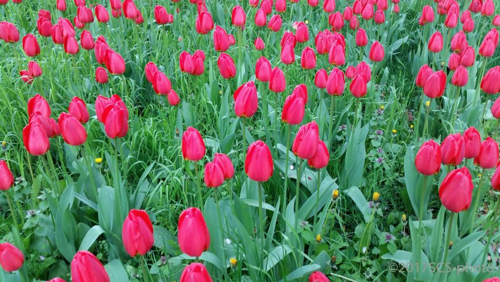 "Tulpen im Kiez"